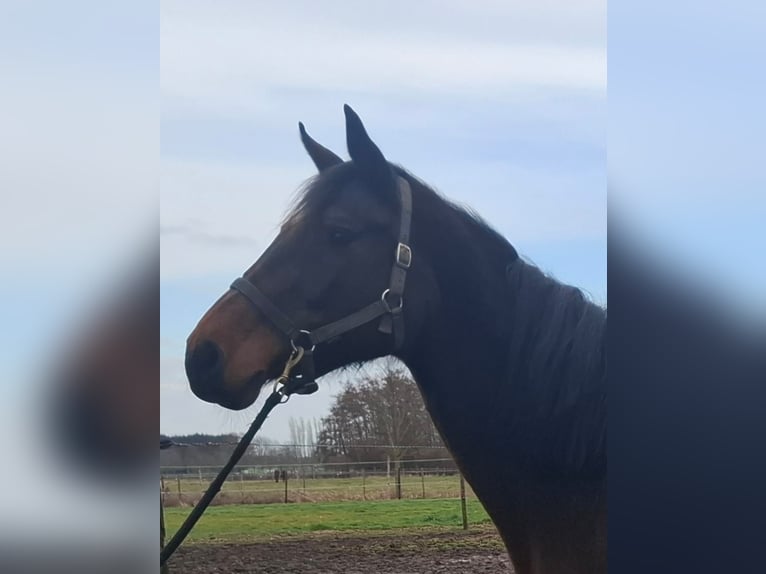 Belgisches Warmblut Stute 16 Jahre 164 cm Dunkelbrauner in Lier