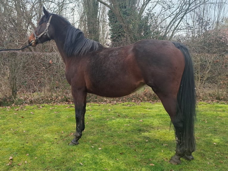 Belgisches Warmblut Stute 16 Jahre 164 cm Dunkelbrauner in Lier
