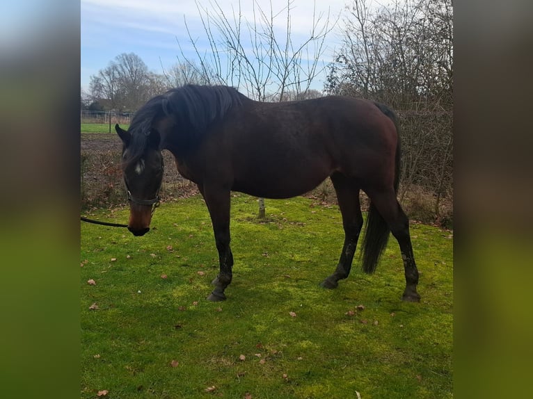 Belgisches Warmblut Stute 16 Jahre 164 cm Dunkelbrauner in Lier