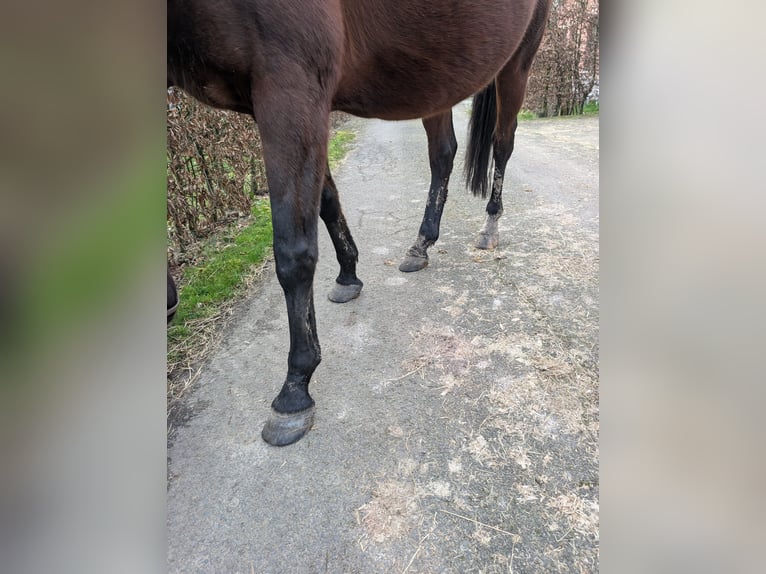 Belgisches Warmblut Stute 16 Jahre 164 cm Dunkelbrauner in Lier