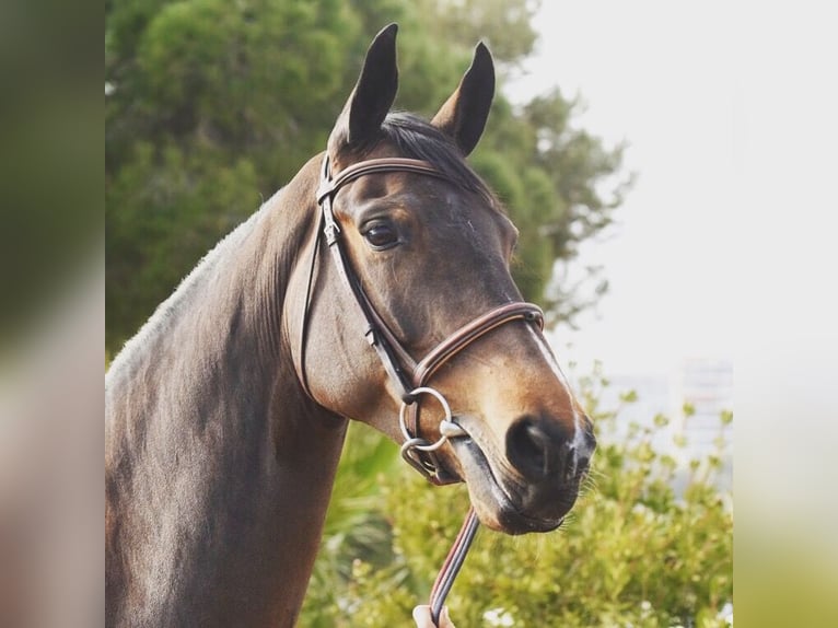 Belgisches Warmblut Stute 16 Jahre 165 cm Brauner in CHOULEX