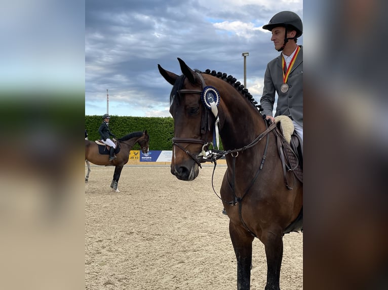 Belgisches Warmblut Stute 16 Jahre 165 cm Brauner in CHOULEX