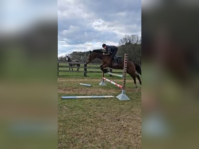 Belgisches Warmblut Stute 16 Jahre 165 cm Rotbrauner in Tessenderlo