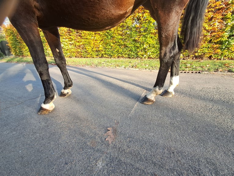 Belgisches Warmblut Stute 16 Jahre 168 cm Brauner in GROTE-BROGEL