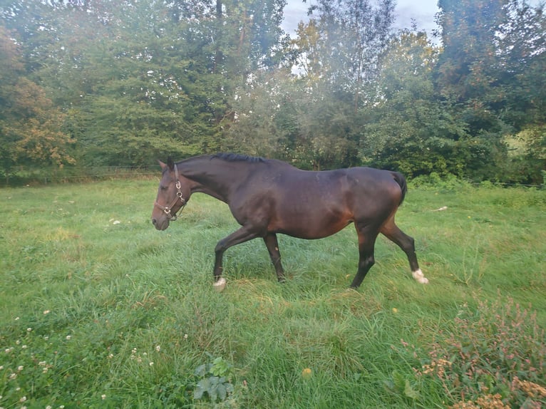 Belgisches Warmblut Stute 16 Jahre 168 cm Brauner in Grez-Doiceau