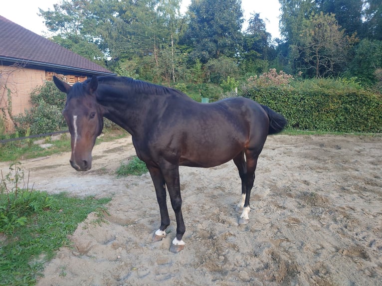 Belgisches Warmblut Stute 16 Jahre 168 cm Brauner in Grez-Doiceau