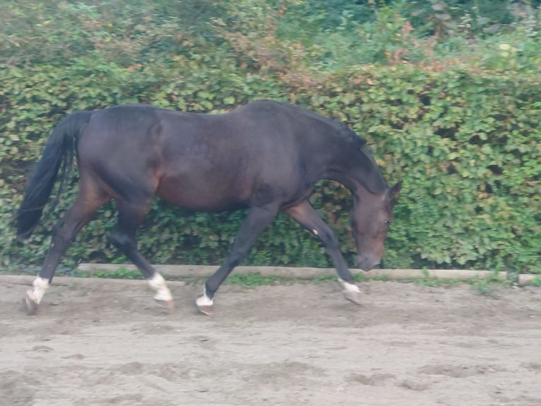 Belgisches Warmblut Stute 16 Jahre 168 cm Brauner in Grez-Doiceau
