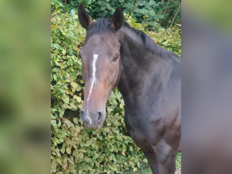 Belgisches Warmblut Stute 16 Jahre 168 cm Brauner in Grez-Doiceau