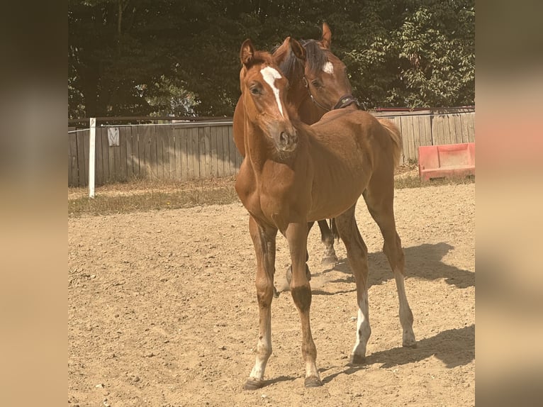 Belgisches Warmblut Stute 16 Jahre 175 cm Dunkelbrauner in Heusden-Zolder