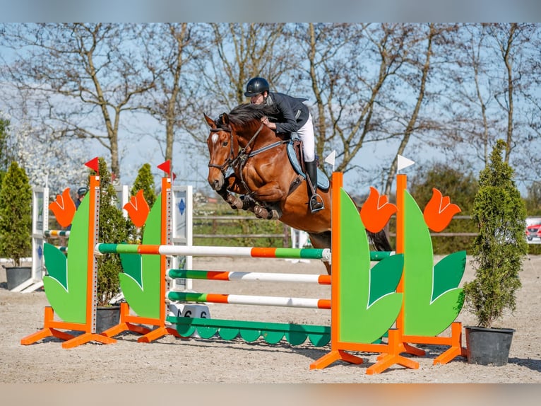 Belgisches Warmblut Stute 16 Jahre 175 cm Dunkelbrauner in Heusden-Zolder
