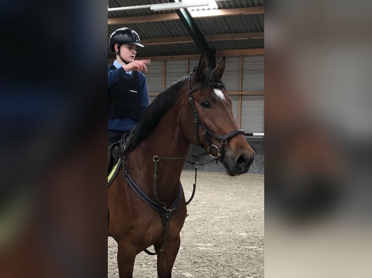 Belgisches Warmblut Stute 16 Jahre 175 cm Dunkelbrauner in Heusden-Zolder