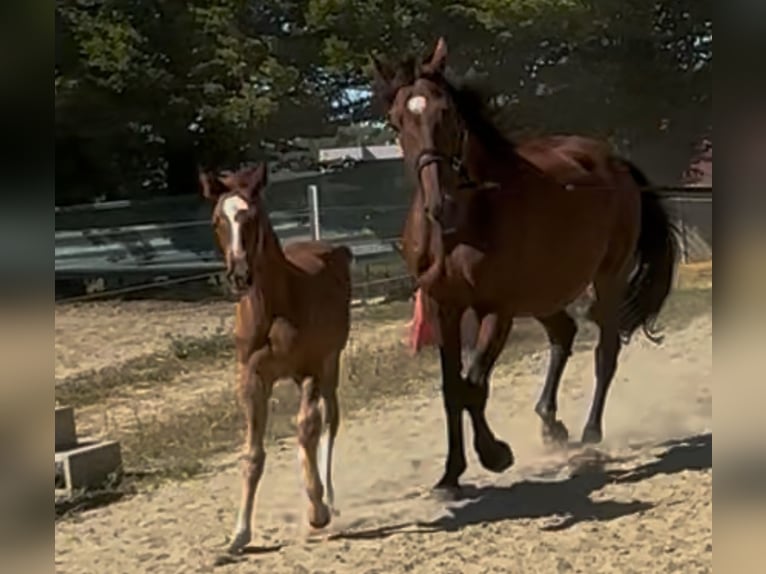Belgisches Warmblut Stute 16 Jahre 175 cm Dunkelbrauner in Heusden-Zolder