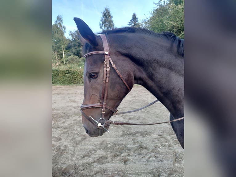 Belgisches Warmblut Stute 17 Jahre 168 cm Brauner in Grez-Doiceau