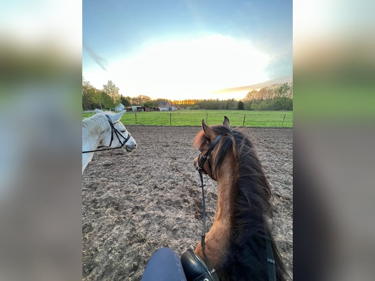 Belgisches Warmblut Stute 18 Jahre 173 cm  in Maastricht