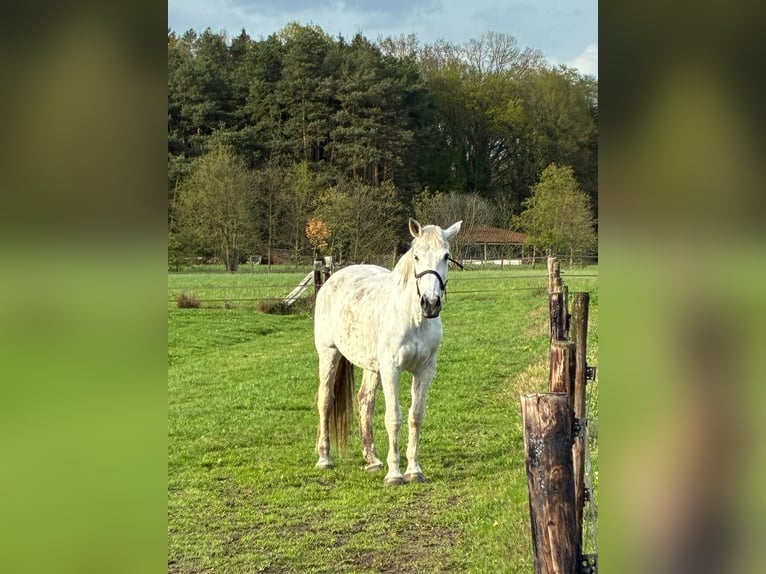 Belgisches Warmblut Stute 18 Jahre 173 cm  in Maastricht