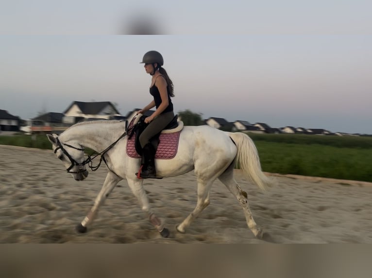 Belgisches Warmblut Stute 19 Jahre 163 cm Schimmel in Darza