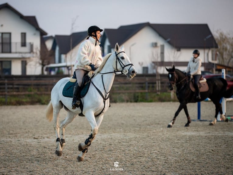 Belgisches Warmblut Stute 19 Jahre 163 cm Schimmel in Darza