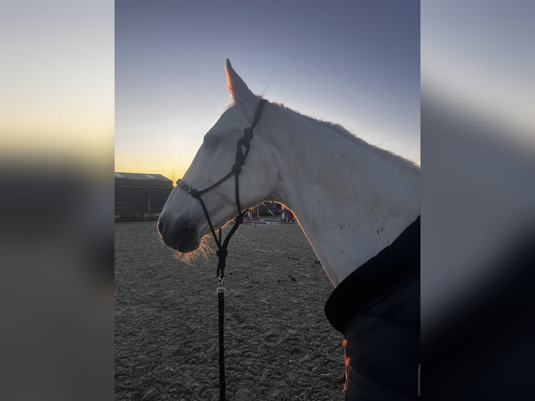 Belgisches Warmblut Stute 19 Jahre 163 cm Schimmel in Darza