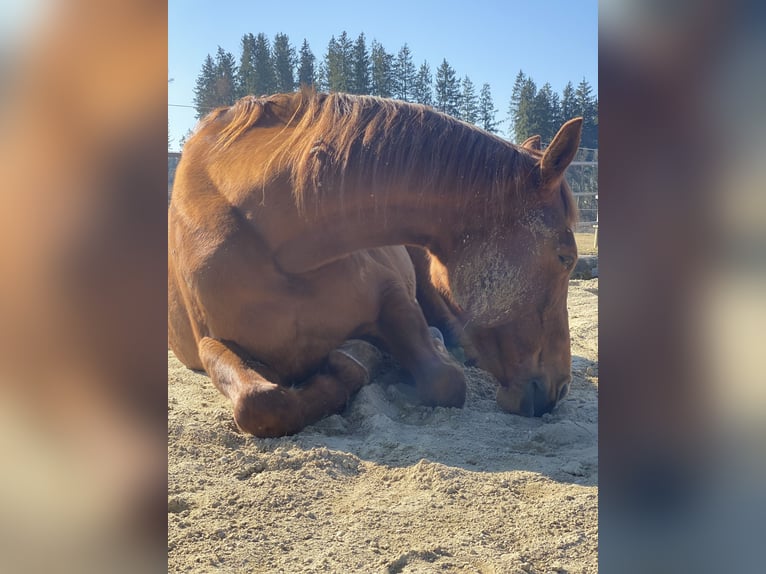 Belgisches Warmblut Stute 19 Jahre 170 cm Fuchs in Gilching