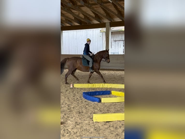 Belgisches Warmblut Stute 19 Jahre 170 cm Fuchs in Gilching