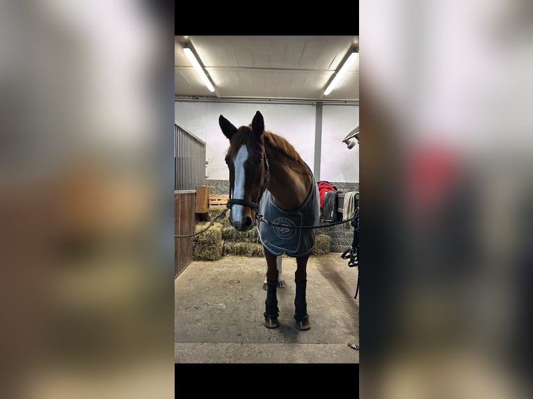 Belgisches Warmblut Stute 19 Jahre 173 cm Fuchs in G&#xFC;glingen