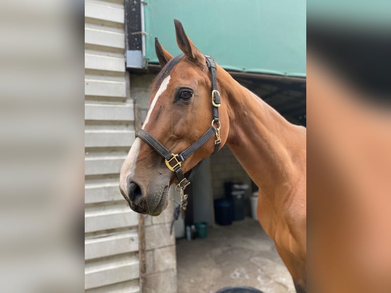 Belgisches Warmblut Stute 19 Jahre 175 cm Brauner in Ossendrecht
