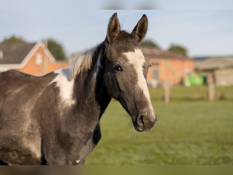 Belgisches Warmblut Stute 1 Jahr 160 cm Schecke in DENTERGEM