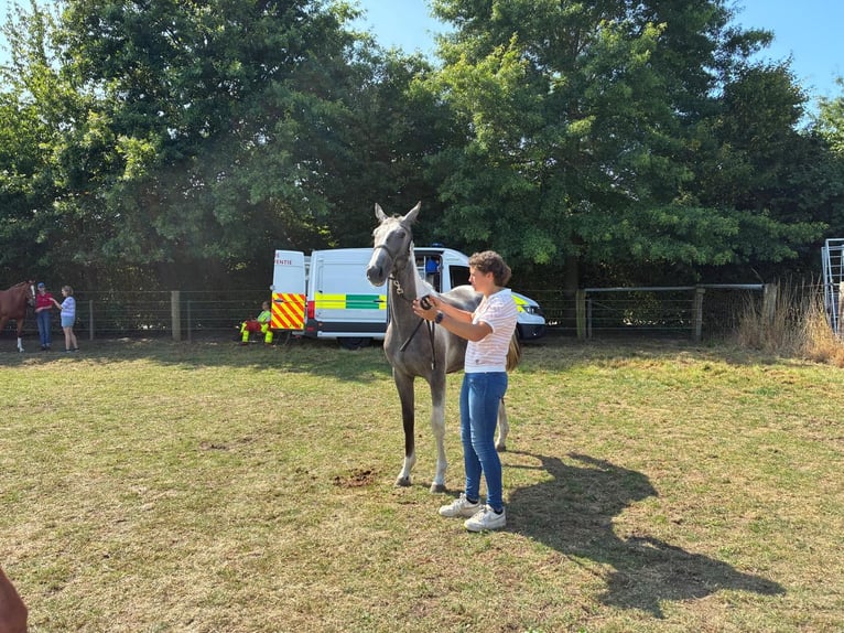 Belgisches Warmblut Stute 1 Jahr 160 cm Schecke in DENTERGEM