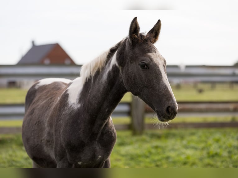 Belgisches Warmblut Stute 1 Jahr 160 cm Schecke in DENTERGEM