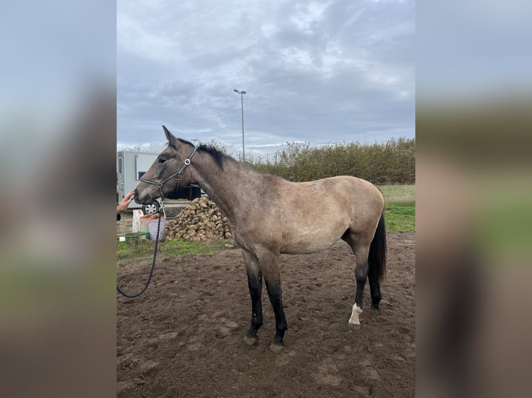 Belgisches Warmblut Stute 1 Jahr 163 cm Schimmel in GROTE-BROGEL