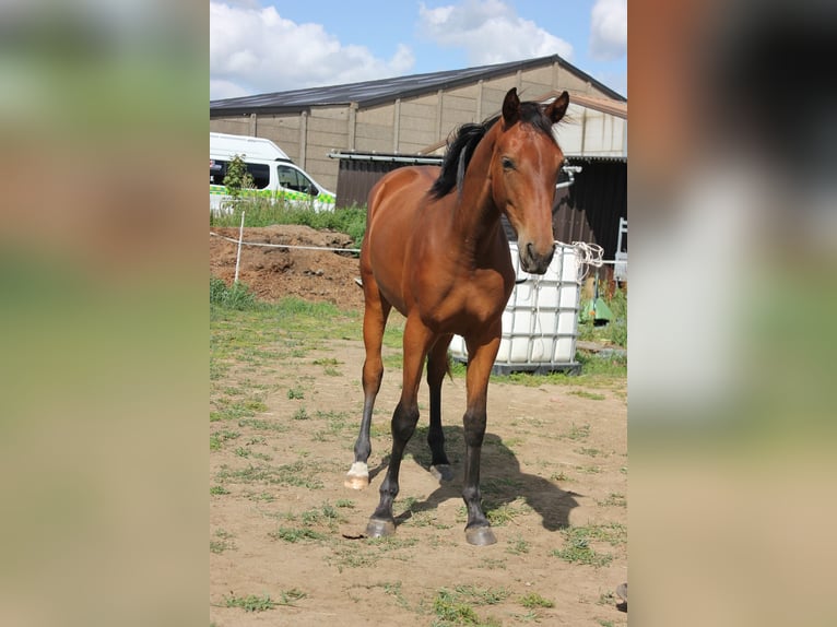 Belgisches Warmblut Stute 1 Jahr 170 cm Brauner in Ieper