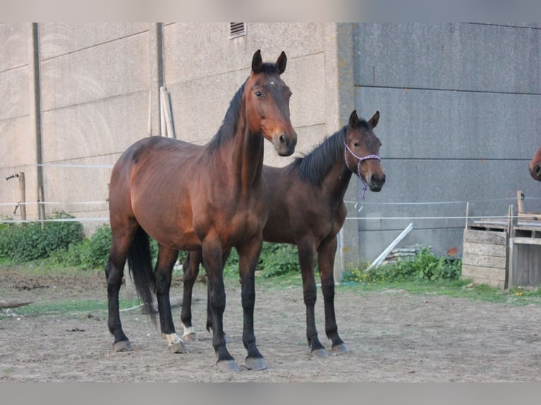 Belgisches Warmblut Stute 1 Jahr 170 cm Brauner in Ieper
