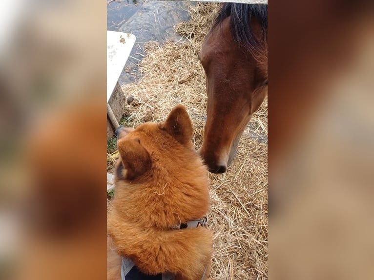 Belgisches Warmblut Stute 1 Jahr 170 cm Brauner in Ieper