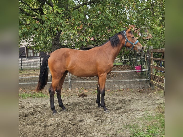 Belgisches Warmblut Stute 1 Jahr Brauner in Grobbendonk