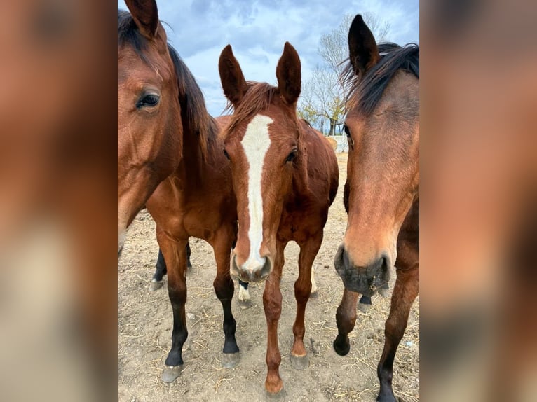 Belgisches Warmblut Stute 1 Jahr Dunkelfuchs in Oropos
