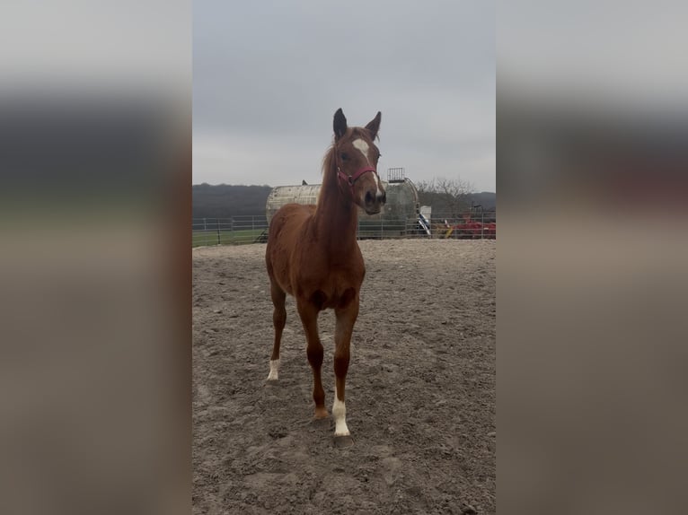 Belgisches Warmblut Mix Stute 1 Jahr Fuchs in Metz