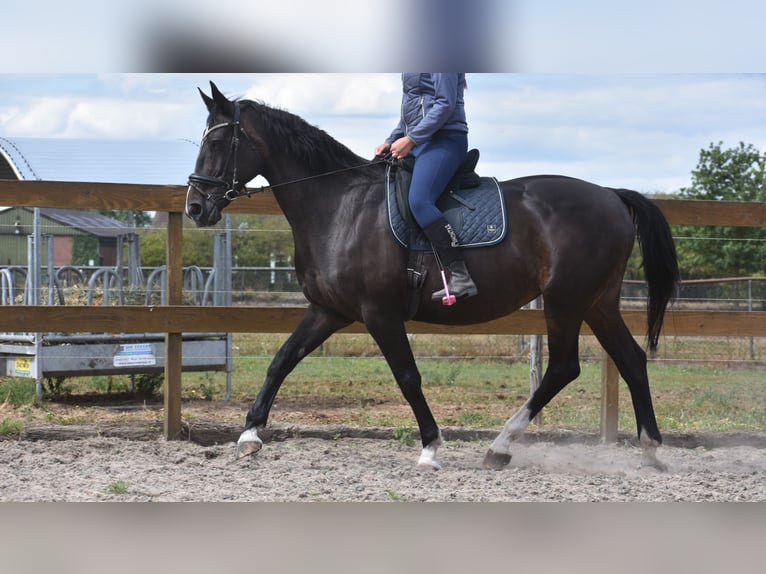 Belgisches Warmblut Stute 20 Jahre 168 cm Dunkelbrauner in Achtmaal