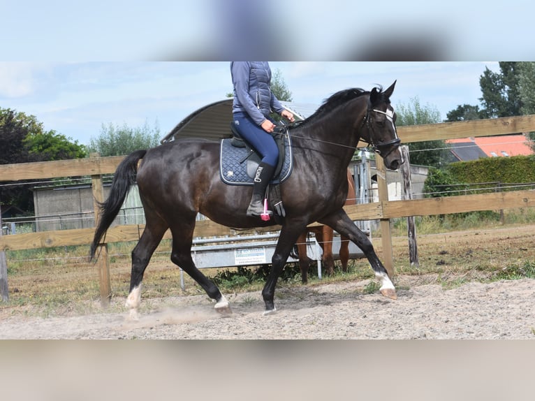 Belgisches Warmblut Stute 20 Jahre 168 cm Dunkelbrauner in Achtmaal