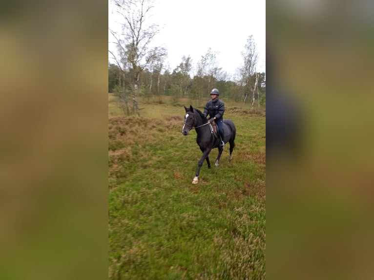 Belgisches Warmblut Stute 20 Jahre 168 cm Dunkelbrauner in Achtmaal