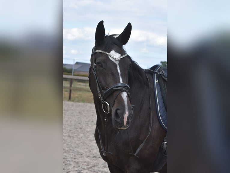 Belgisches Warmblut Stute 20 Jahre 168 cm Dunkelbrauner in Achtmaal