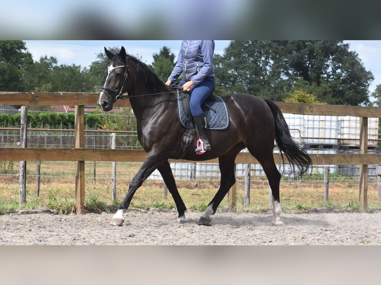Belgisches Warmblut Stute 20 Jahre 168 cm Dunkelbrauner in Achtmaal