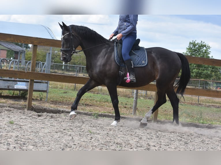 Belgisches Warmblut Stute 20 Jahre 168 cm Dunkelbrauner in Achtmaal