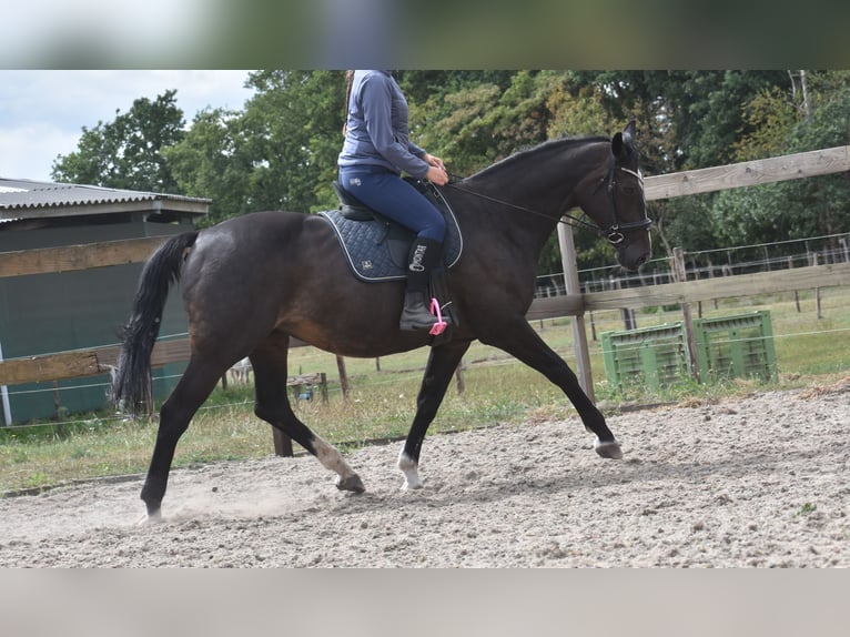 Belgisches Warmblut Stute 20 Jahre 168 cm Dunkelbrauner in Achtmaal