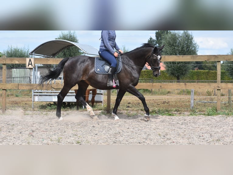 Belgisches Warmblut Stute 20 Jahre 168 cm Dunkelbrauner in Achtmaal