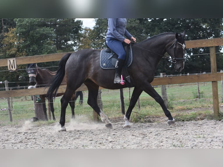 Belgisches Warmblut Stute 20 Jahre 168 cm Dunkelbrauner in Achtmaal
