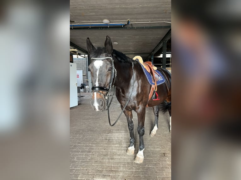 Belgisches Warmblut Stute 20 Jahre 168 cm Dunkelbrauner in Achtmaal