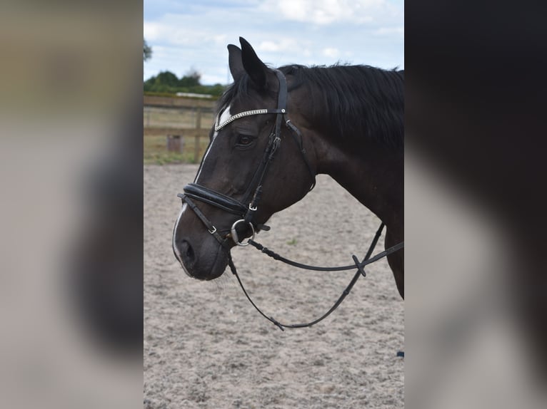 Belgisches Warmblut Stute 20 Jahre 168 cm Dunkelbrauner in Achtmaal