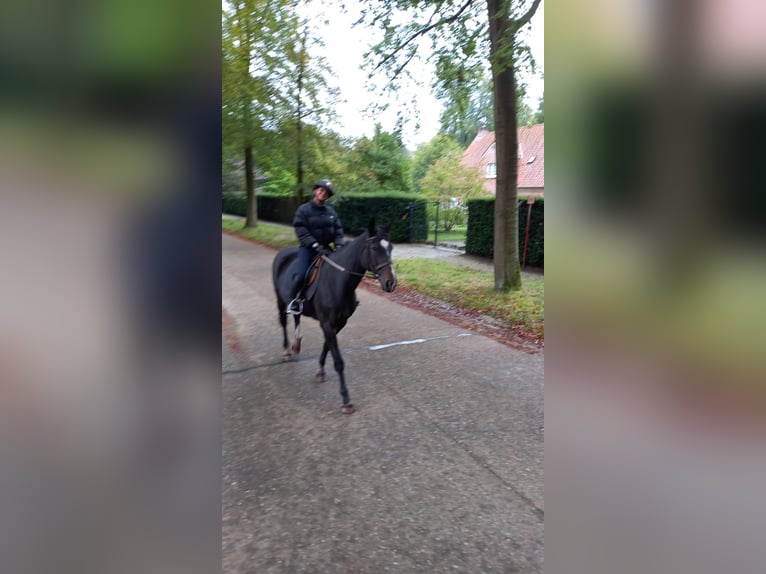 Belgisches Warmblut Stute 20 Jahre 168 cm Dunkelbrauner in Achtmaal
