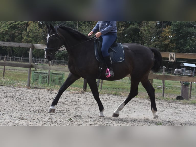 Belgisches Warmblut Stute 20 Jahre 168 cm Dunkelbrauner in Achtmaal