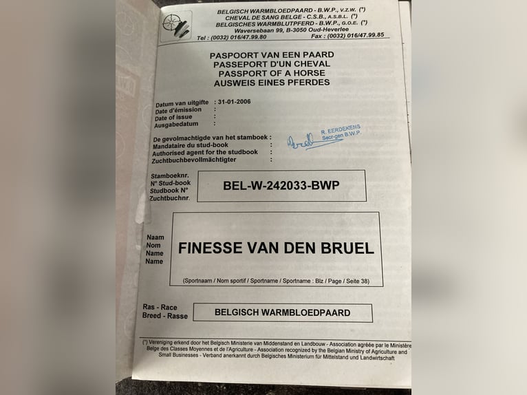Belgisches Warmblut Stute 20 Jahre 168 cm Rappe in Werchter